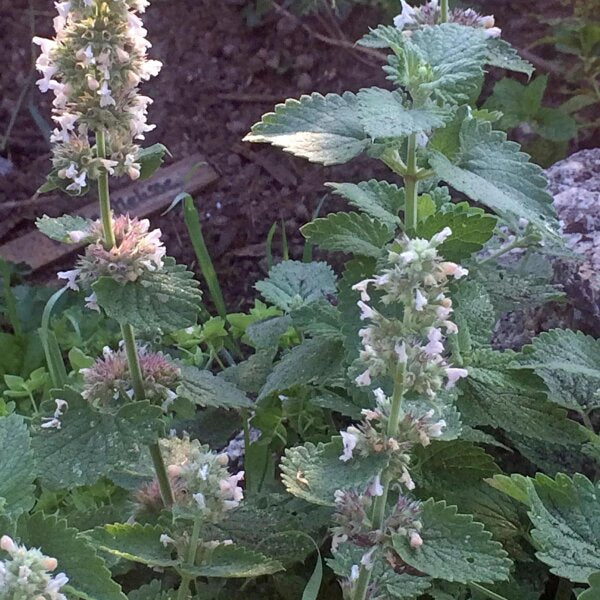 Lemon Catnip herb plant in bloom with white flowers