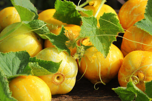 Lemon Cucumber (Cucumis sativus) seeds for planting