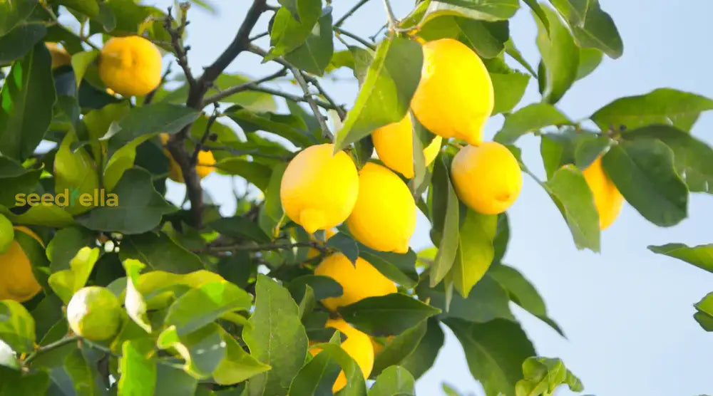 Lemon Fruit Seeds For Easy Planting - Indoor & Outdoor Gardening