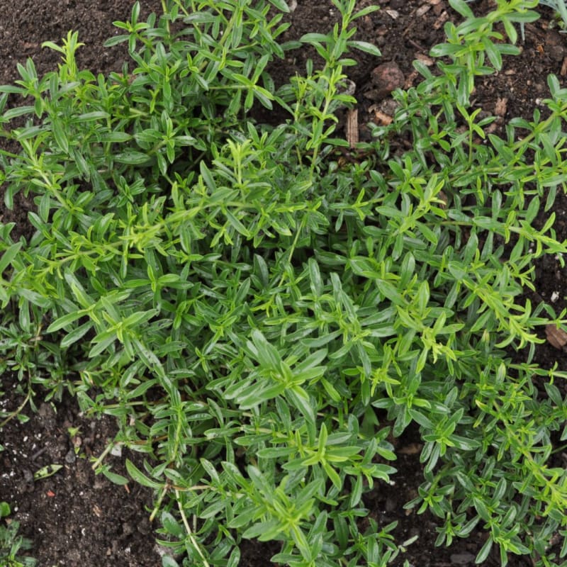 Lemon Savory (Satureja citriodora) Seeds