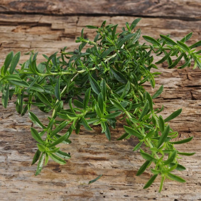 Lemon Savory seeds Satureja citriodora ornamental herb