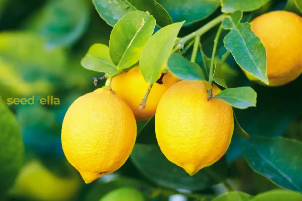 Lemon Seeds For Gardening And Planting Vegetable Seeds