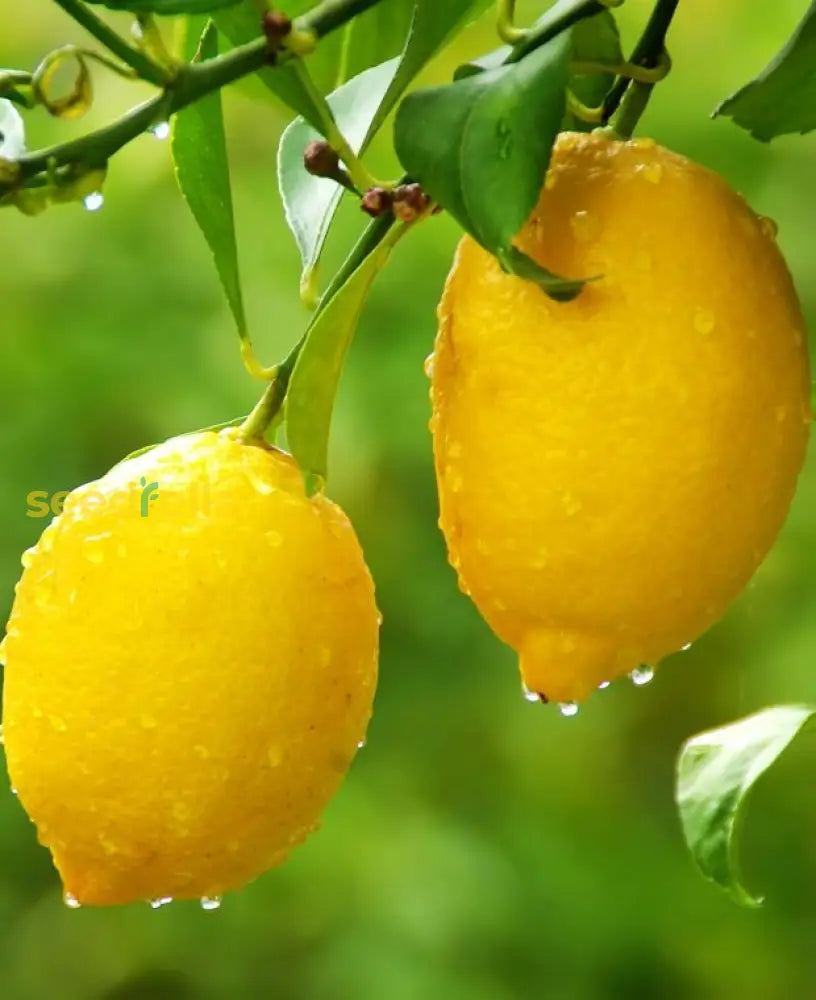 Lemon Seeds For Gardening And Planting Vegetable Seeds