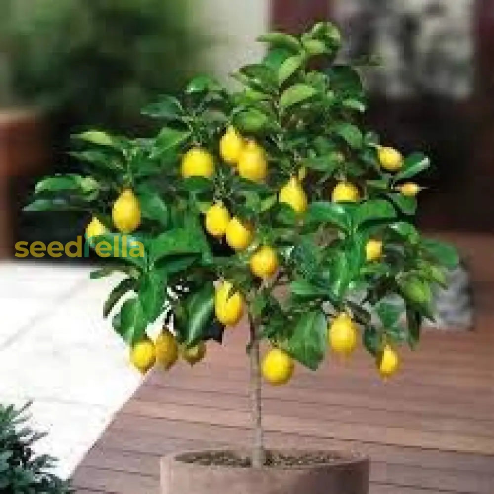 Lemon Seeds For Planting - Yellow Fruit Variety