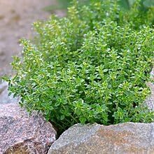 Close-Up of Lemon Thyme Leaves with Citrus Fragrance