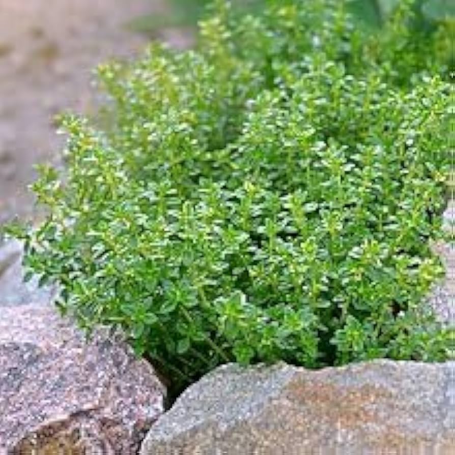 Lemon Thyme Seeds Germinating in Potting Soil
