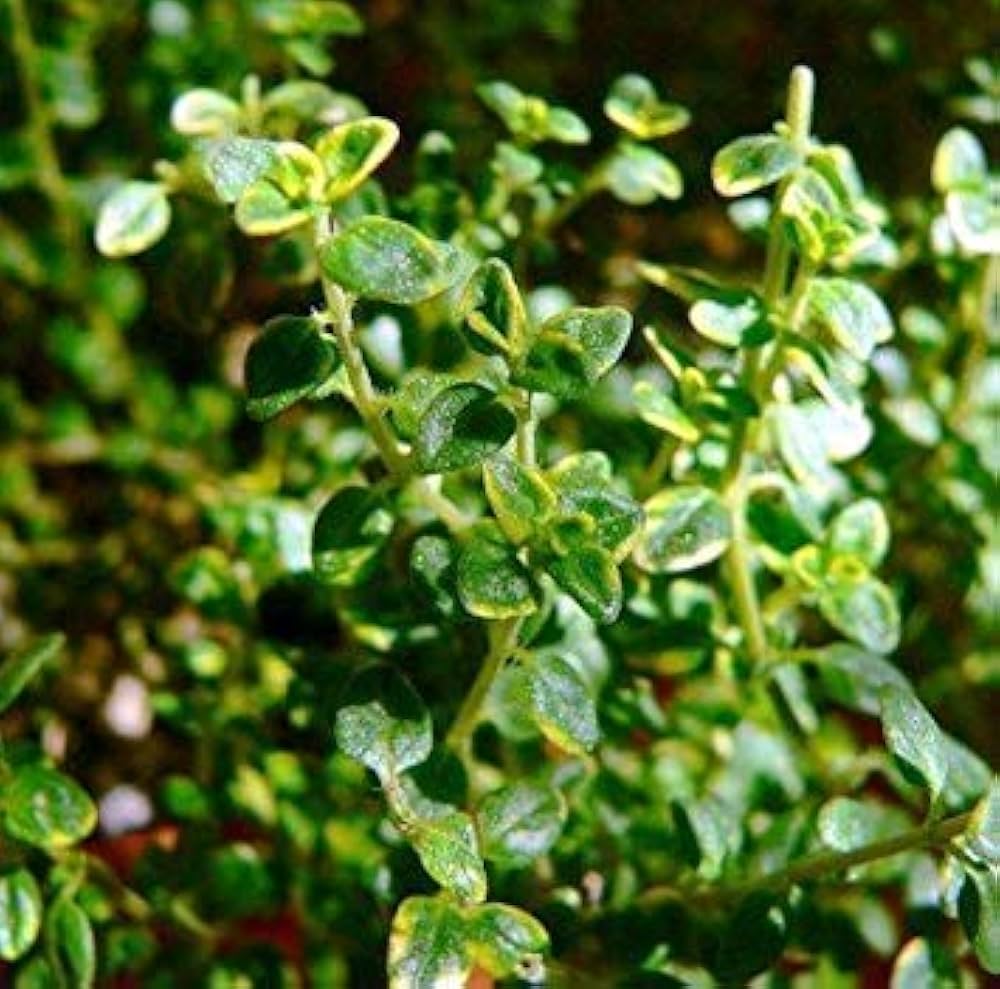 Close-up of Lemon Thyme leaves