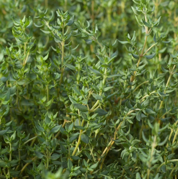 Healthy Lemon Thyme Seedlings Growing Indoors
