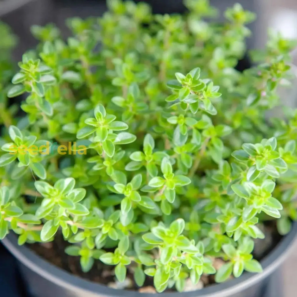 Lemon Thyme Seeds Thymus Citroidorus Fragrant Evergreen Deer & Rabbit Drought Tolerant Culinary