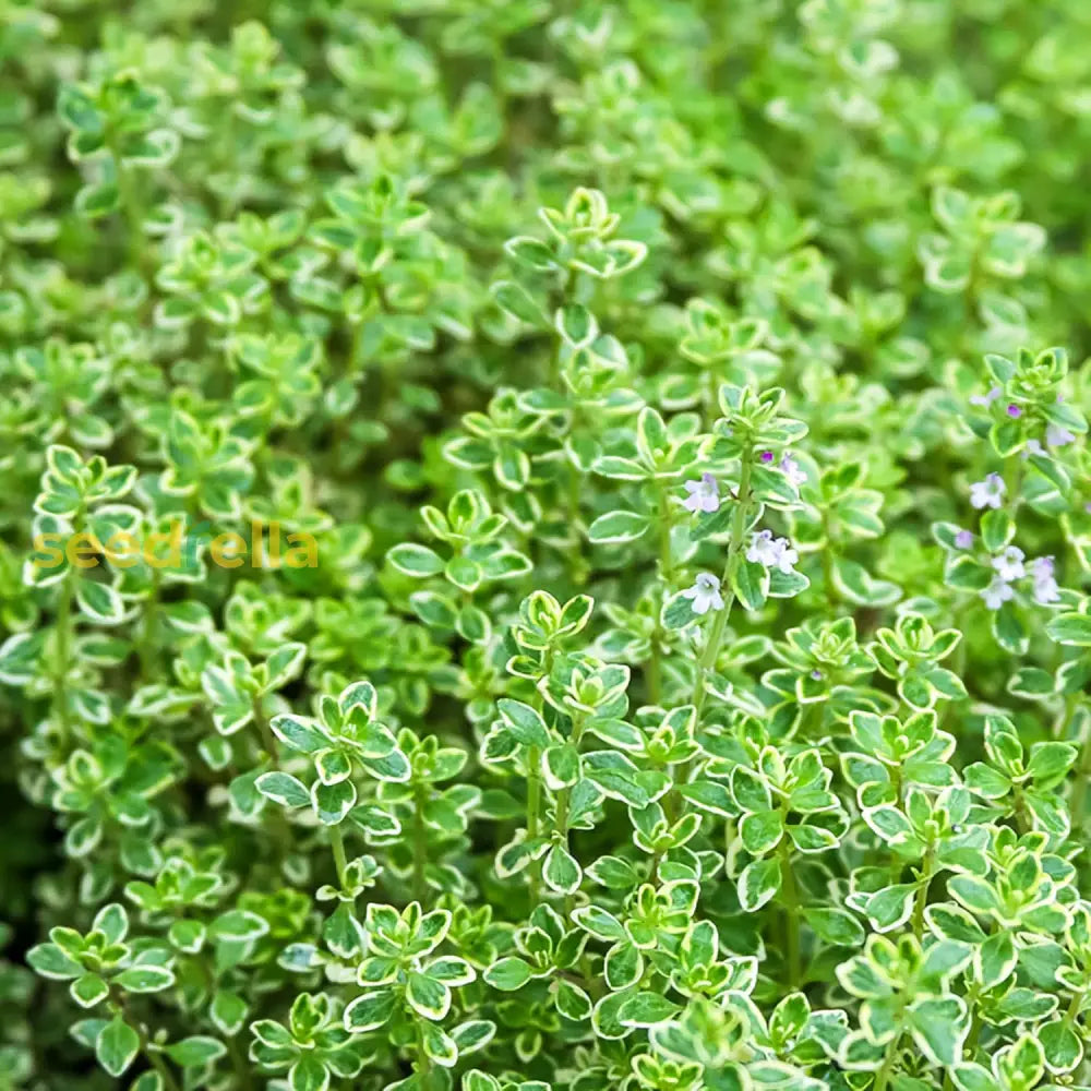 Lemon Thyme Seeds Thymus Citroidorus Fragrant Evergreen Deer & Rabbit Drought Tolerant Culinary