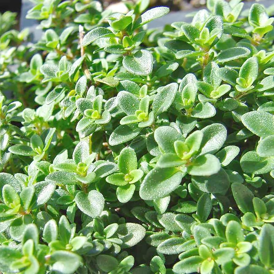 Lemon Thyme seeds for planting
