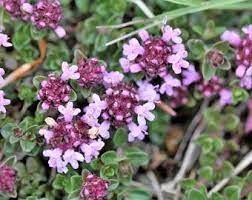Lemon Thyme Seeds Germinating in Well-Drained Soil