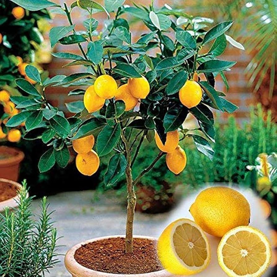 Lemon tree seeds with high survival rate for fruitful bonsai citrus plant