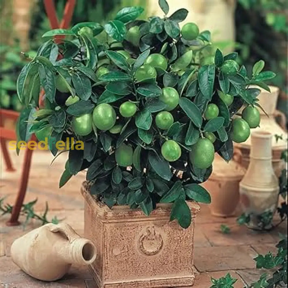 Lemon Tree Seeds: Planting Dark Green Varieties Vegetable Seeds