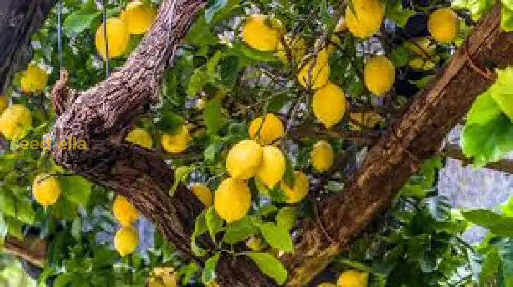 Lemon Tree Seeds: Planting Dark Green Varieties Vegetable Seeds