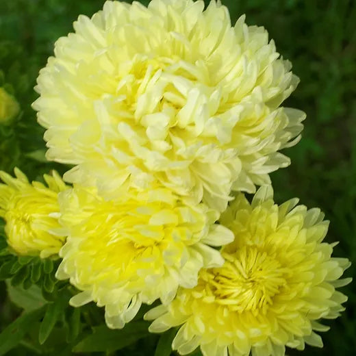 Lemon Yellow Aster Flower Seeds for Planting
