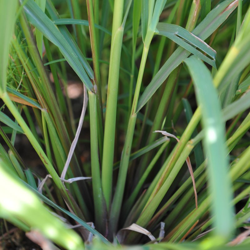 Clumping Lemongrass green foliage grown from seeds