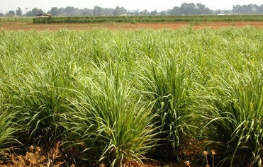 Lemongrass grown from seeds in container tropical display