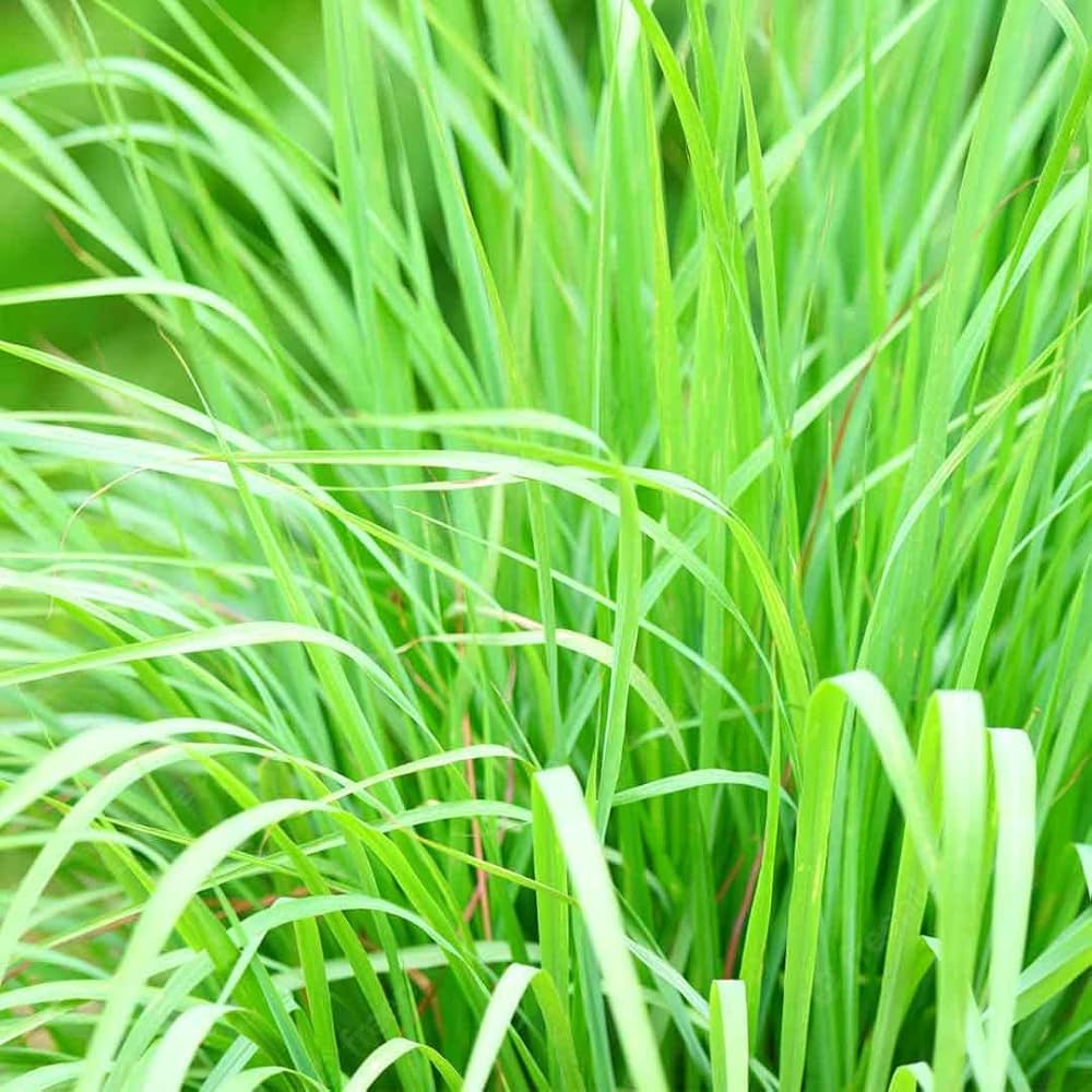 Lemongrass growing in a garden bed