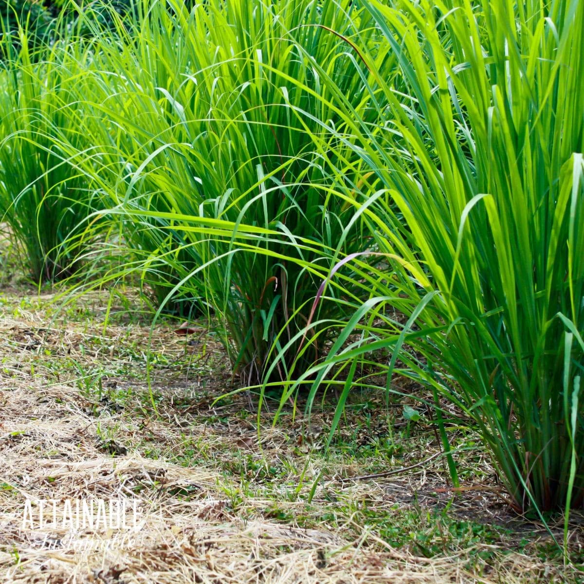 Lemongrass seeds for planting