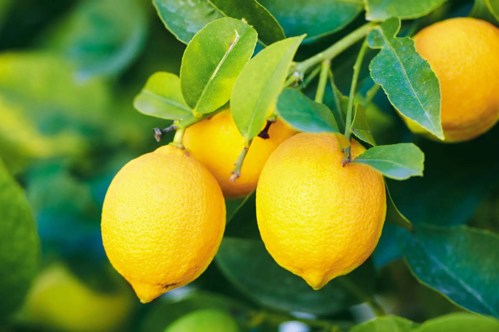 Lemon Seeds For Gardening And Planting Vegetable Seeds