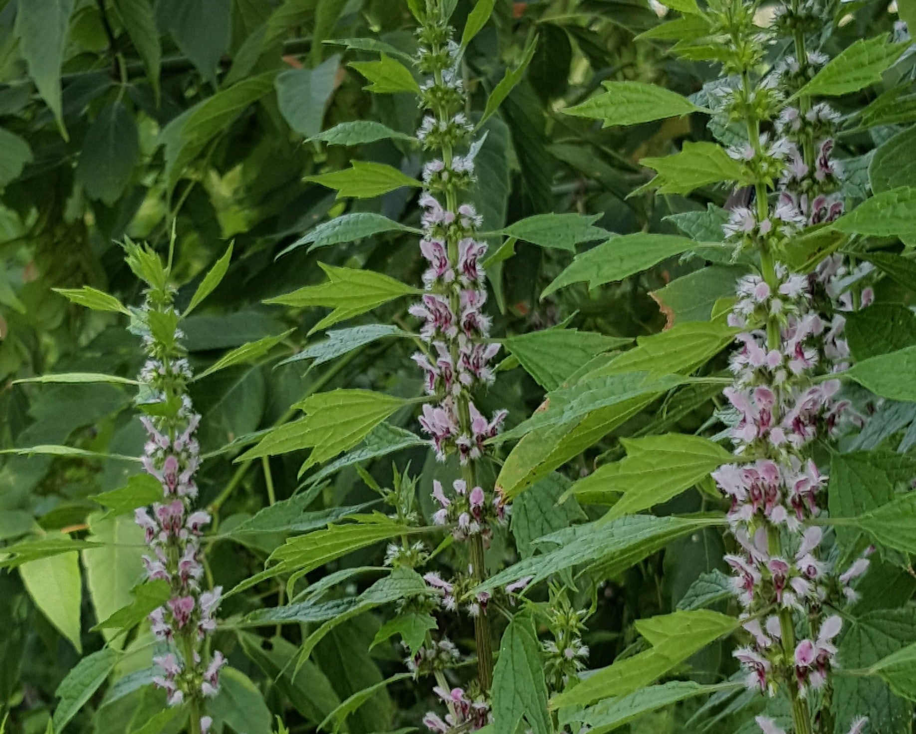 Motherwort wildflower border grown from perennial seeds