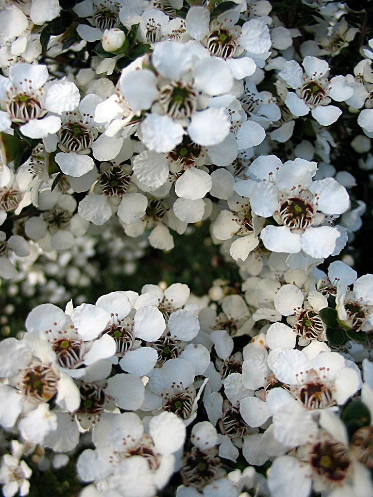 Leptospermum (Leptospermum Flower) seeds for planting in home garden