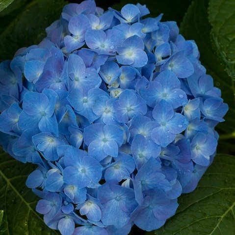 Deep Blue Geranium Flower Seeds For Bright Planting