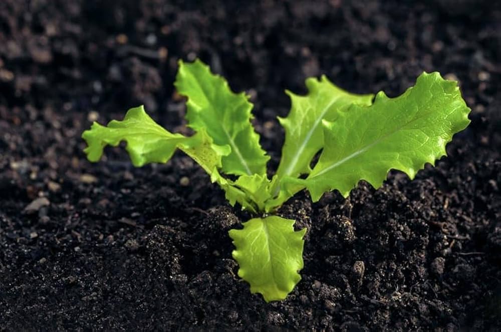 Lettuce growing in container garden on patio
