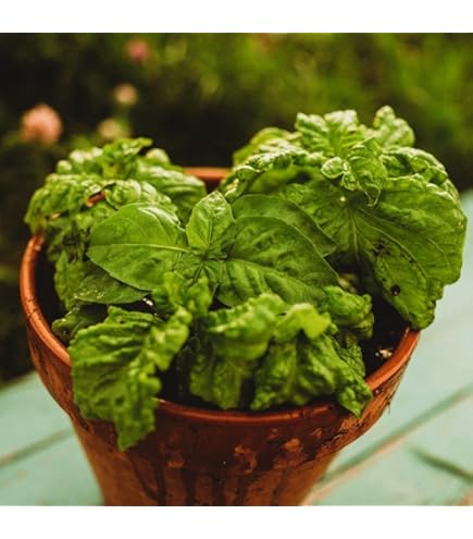 Large crinkled leaves of Lettuce Leaf Basil on mature plant