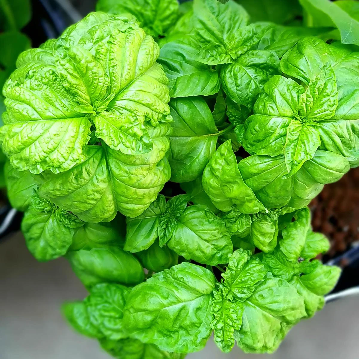 Lettuce Leaf Basil seeds Ocimum basilicum ornamental herb