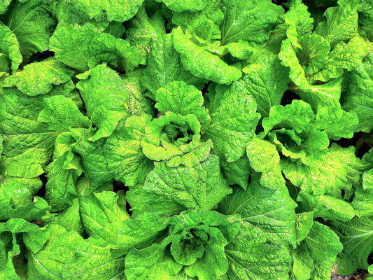 Packet of Lettuce Leaf Basil herb seeds for planting