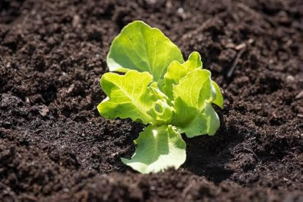 Closeup of crisp green lettuce leaves in garden