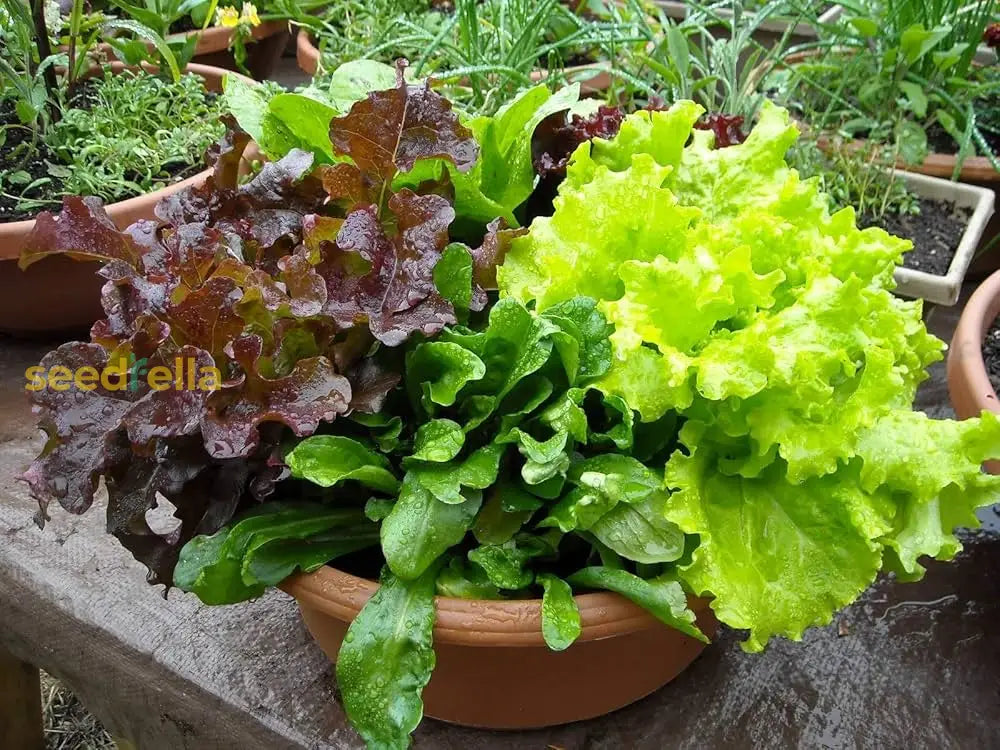 Lettuce Mix seeds for containers