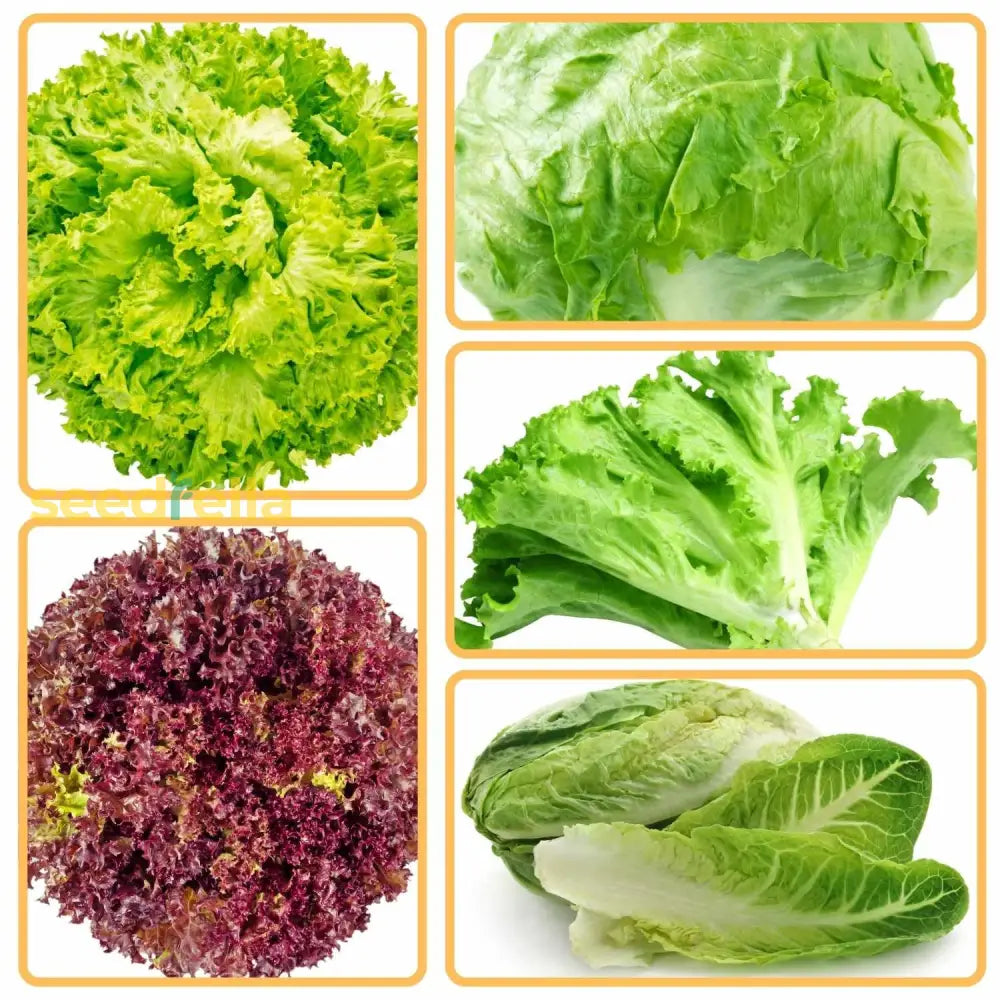 Lettuce Mix Seeds For Indoor Planting Vegetable Seeds