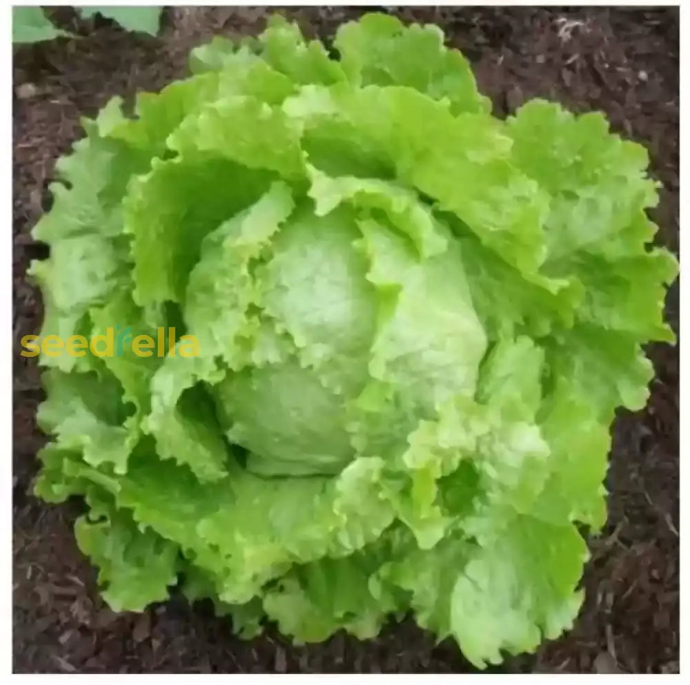 Lettuce Planting Seeds For Your Vegetable Garden Seeds