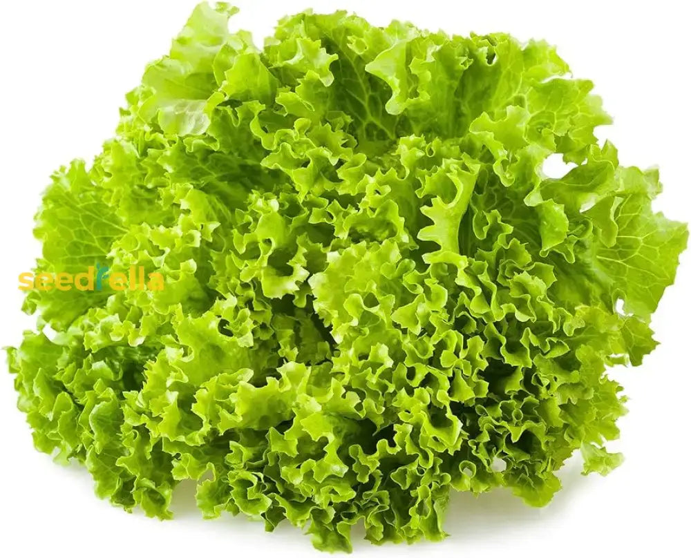 Lettuce Planting Seeds For Your Vegetable Garden Seeds