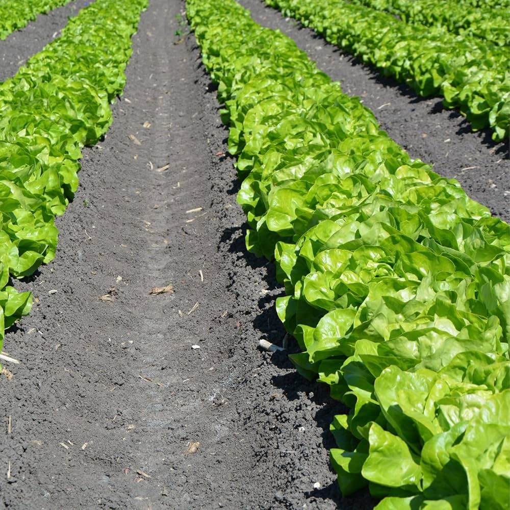 Healthy lettuce plants thriving in raised bed garden