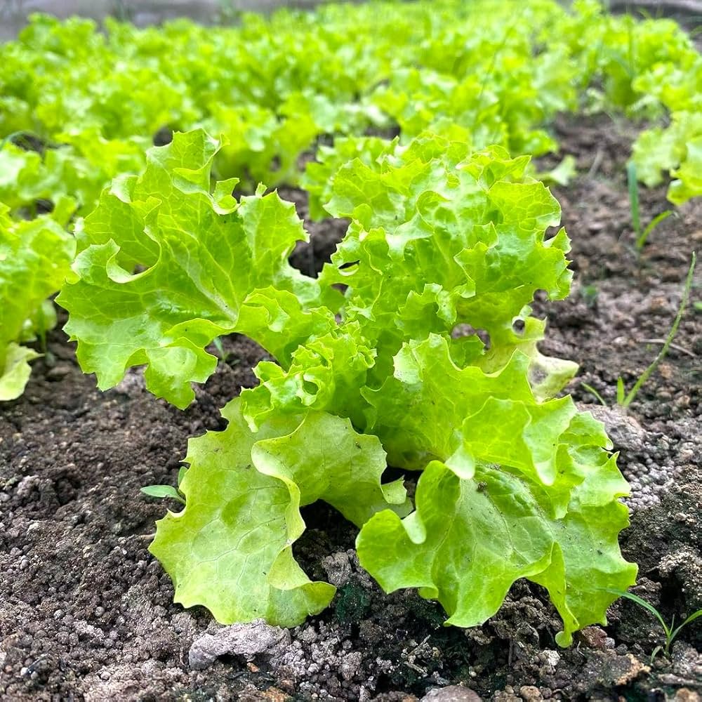 Lettuce seeds for planting in home gardens