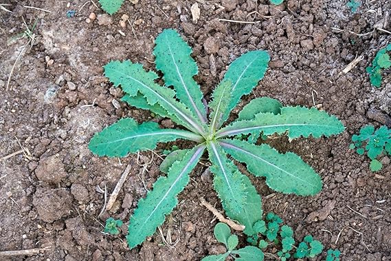 Wild lettuce seeds germination seedlings garden