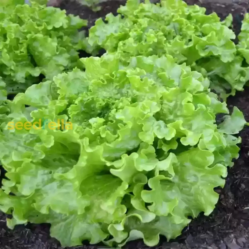 Lettuce seeds for easy home gardening