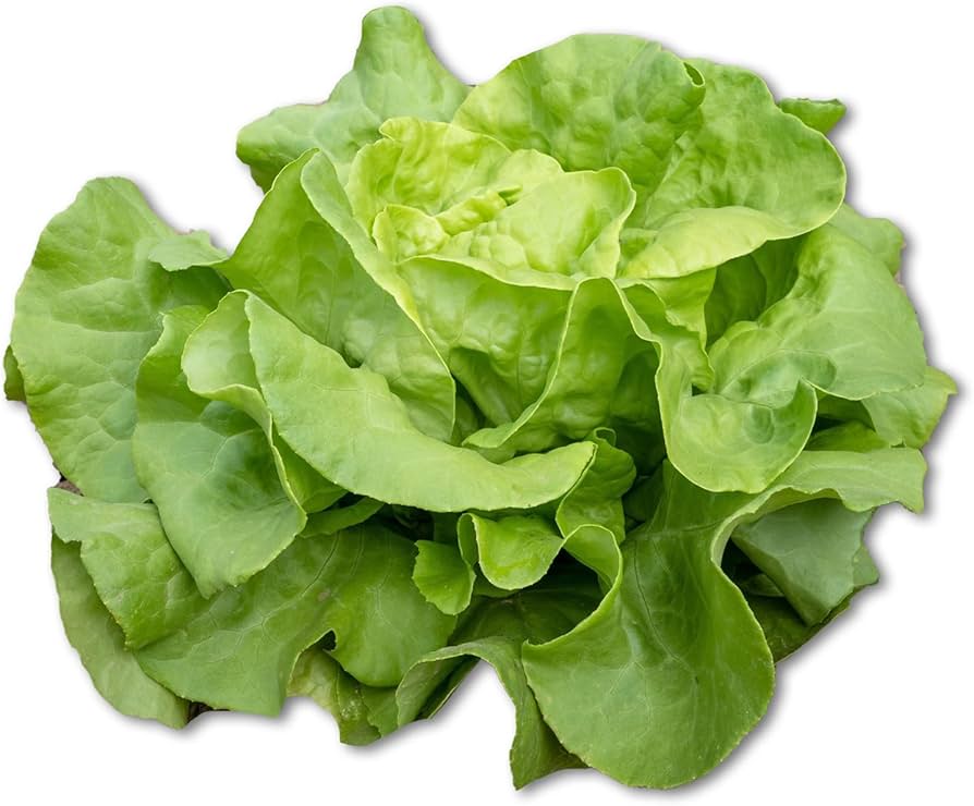Lettuce plants growing in a home vegetable patch