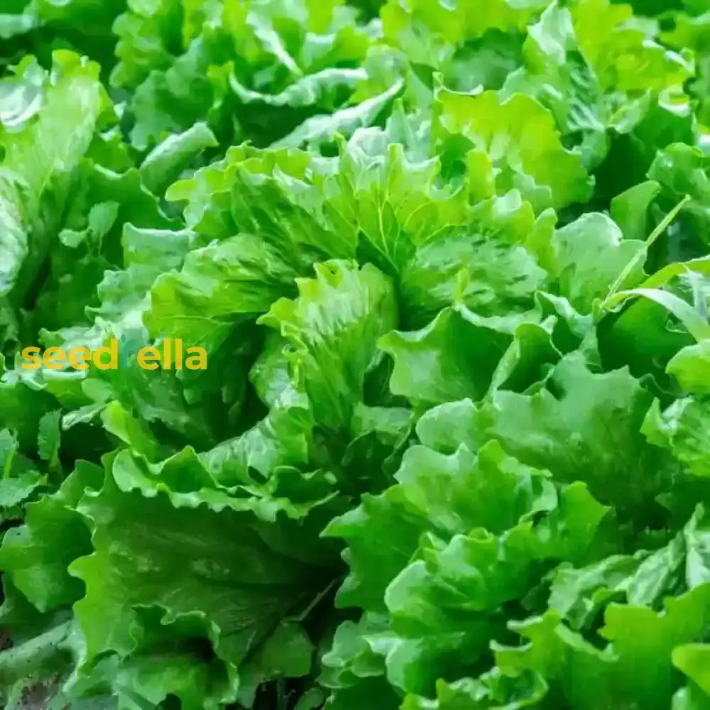 Lettuce Vegetable Seeds For Planting Seeds