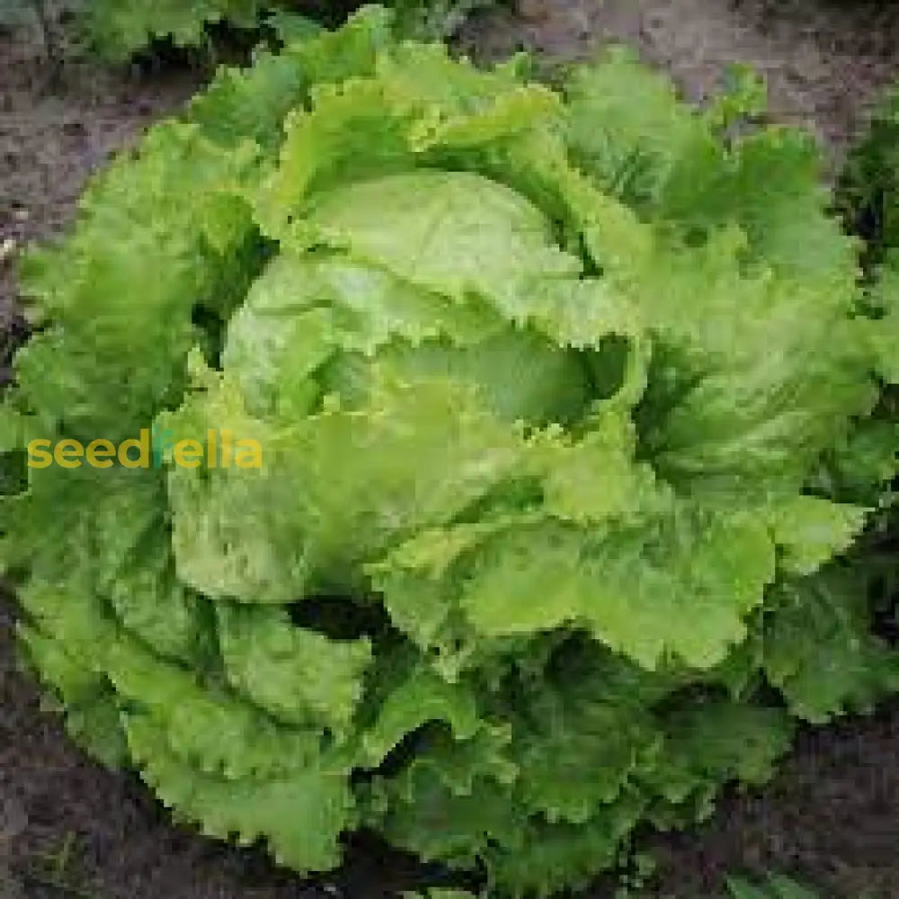 Lettuce Vegetable Seeds For Planting Seeds