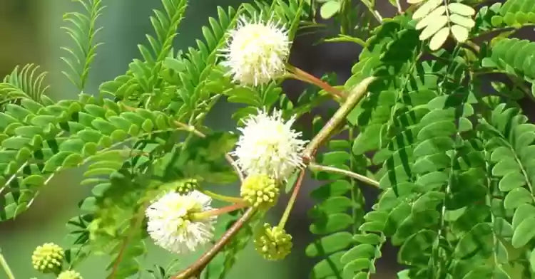 White spherical flower clusters of Leucaena Leucocephala