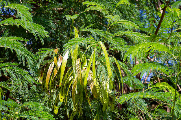 Growing Leucaena Leucocephala tree in tropical garden
