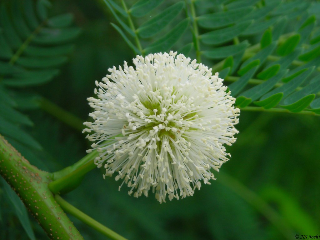 Leucaena Leucocephala Wild Tamarind Seeds for Easy Planting