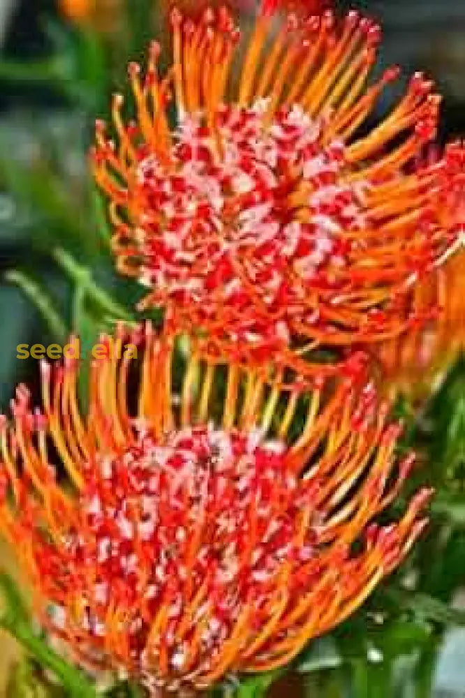 Leucospermum Cordifolium Seeds For Planting - Premium Flower Vibrant Blooms