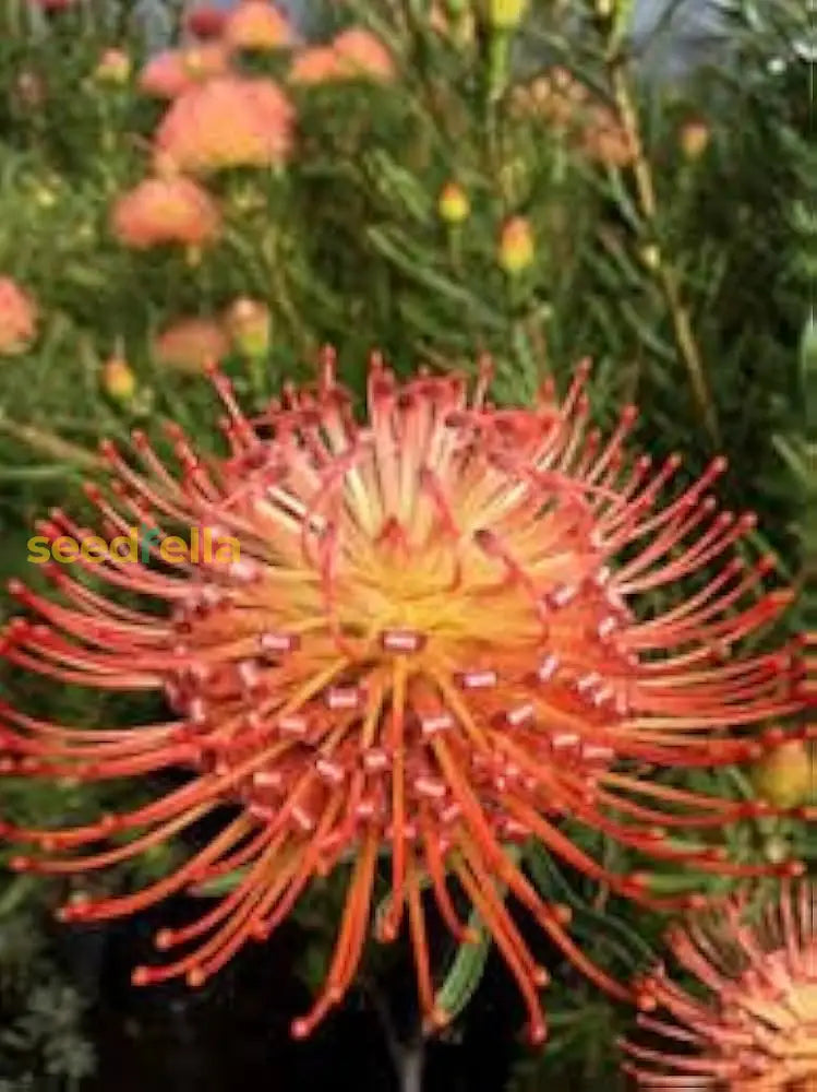 Leucospermum Cordifolium Seeds For Planting - Premium Flower Vibrant Blooms