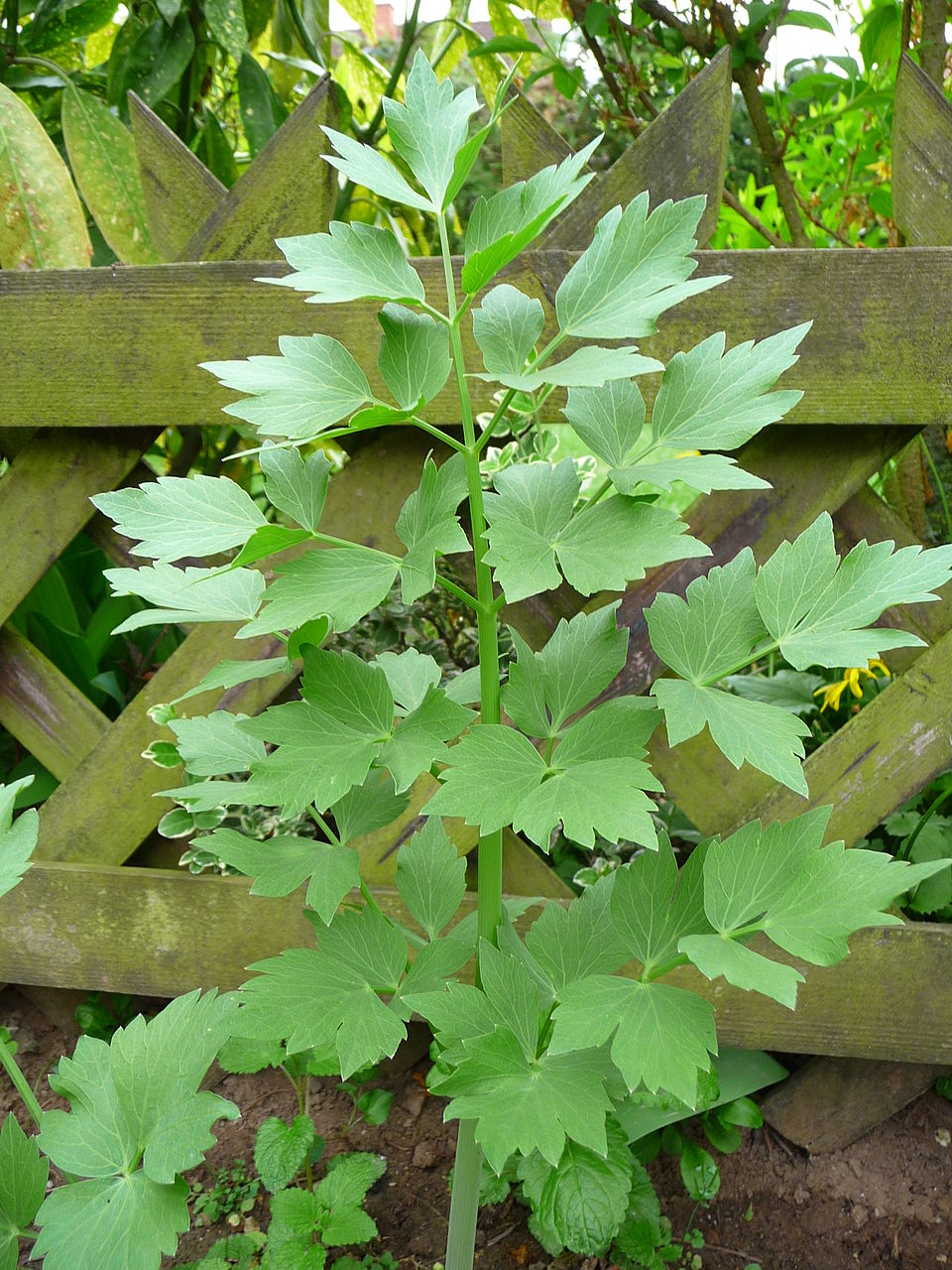 Levisticum officinale Lovage grown in raised garden beds